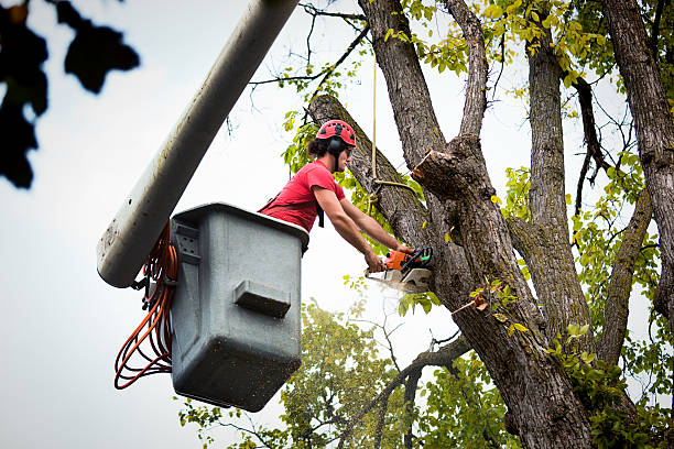 Palm Tree Trimming in Eagle Lake, WI